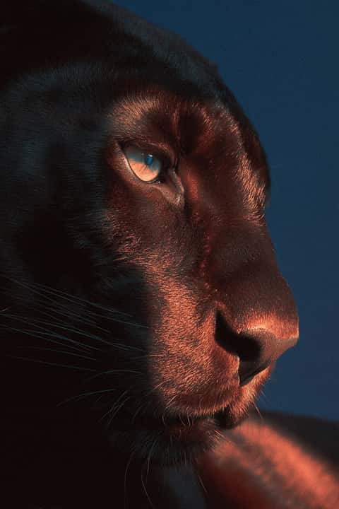 Example of an image generated in MidJourney